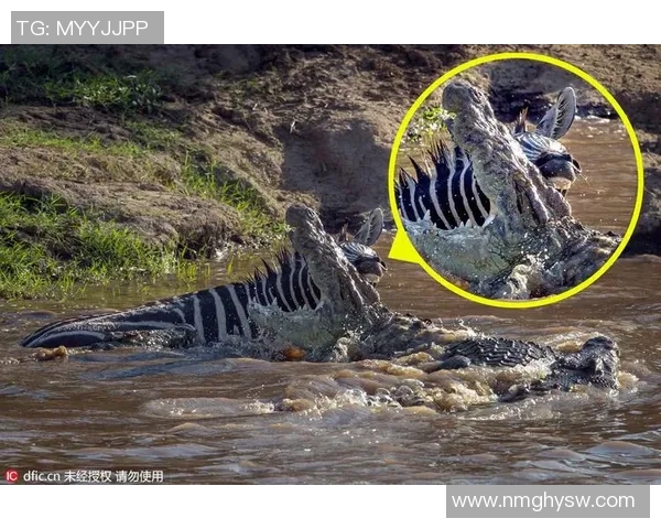 Bin被包夹后深陷困境369展现强大实力成功逃脱鳄鱼死亡闪现 Bin被包夹后深陷困境369展现强大实力成功逃脱鳄鱼死亡闪现